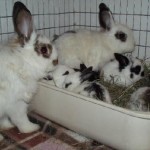 How to Train a Rabbit to Litter in Litter Box