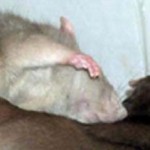 How to Find the Sex of Rats