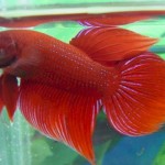 How to Bring up Siamese Fighting Fish (Betta Fish)