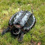 How to Raise a Snapping Turtle