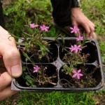 How to Transplant Flowers