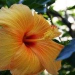 How to Transplant and Care for Hibiscus