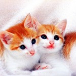How to Bath Older Pussy Cats