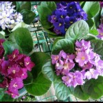 How to Water African Violets