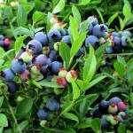 How to Grow Blueberries