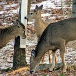 How to Build a Deer Feeder