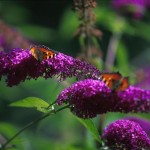 How to Trim a Butterfly Bush