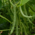 How to Grow Climbing French Beans 