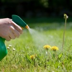 How to Control Weeds in your Organic Garden