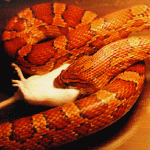 How to Feed Healthy Food for Corn Snakes