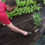 How to Do Crop Rotations in your Organic Garden