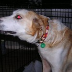 How to Treat and Medicate Dogs which has Eye Infection