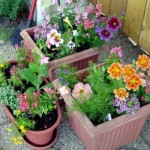 How to Grow Organic Flowers in Containers 