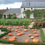 How to Start a Successful Fruit and Vegetable Garden