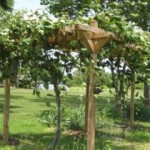 How to Build a Grape Trellis