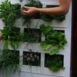 How to Go Green with a Worm Farm
