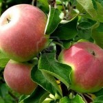 How to Grow Apples 
