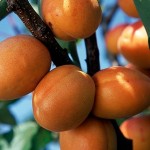How to Grow Apricots 