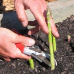 How to Grow Asparagus 