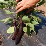 How to Grow Aubergine