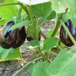 How to Grow Aubergines 