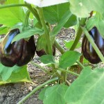 How to Grow Aubergines