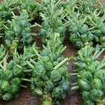 How to Grow Brussels Sprouts