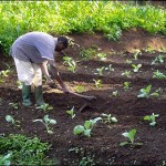 How to Grow Cabbages 