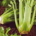 How to Grow Celery 