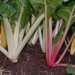How to Grow Spinach and Chard 