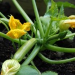 How to Grow Courgettes