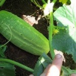 How to Grow Cucumber in the Greenhouse 
