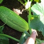 How to Grow Cucumber in the Greenhouse