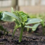 How to Grow Cucumbers 