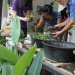 How to Grow Edible Plants in Containers
