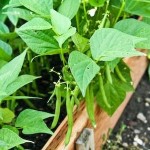 How to Grow French (Green) Beans
