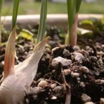 How to Grow Garlic 