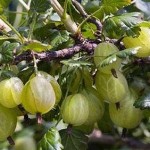 How to Grow Gooseberries