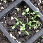 How to Grow Herbs from Seed 