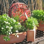 How to Grow Herbs in Containers 