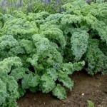 How to Grow Kale