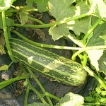 How to Grow Marrow