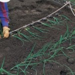 How to Grow Onions