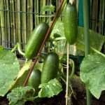 How to Grow Outdoor Cucumbers
