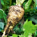 How to Grow Parsnip 
