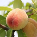 How to Grow Peaches and Nectarines
