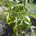 How to Grow Peppers 