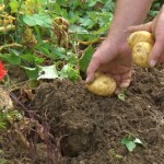 How to Grow Potatoes 