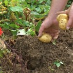 How to Grow Potatoes