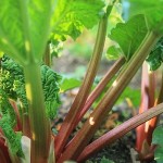 How to Grow Rhubarb 